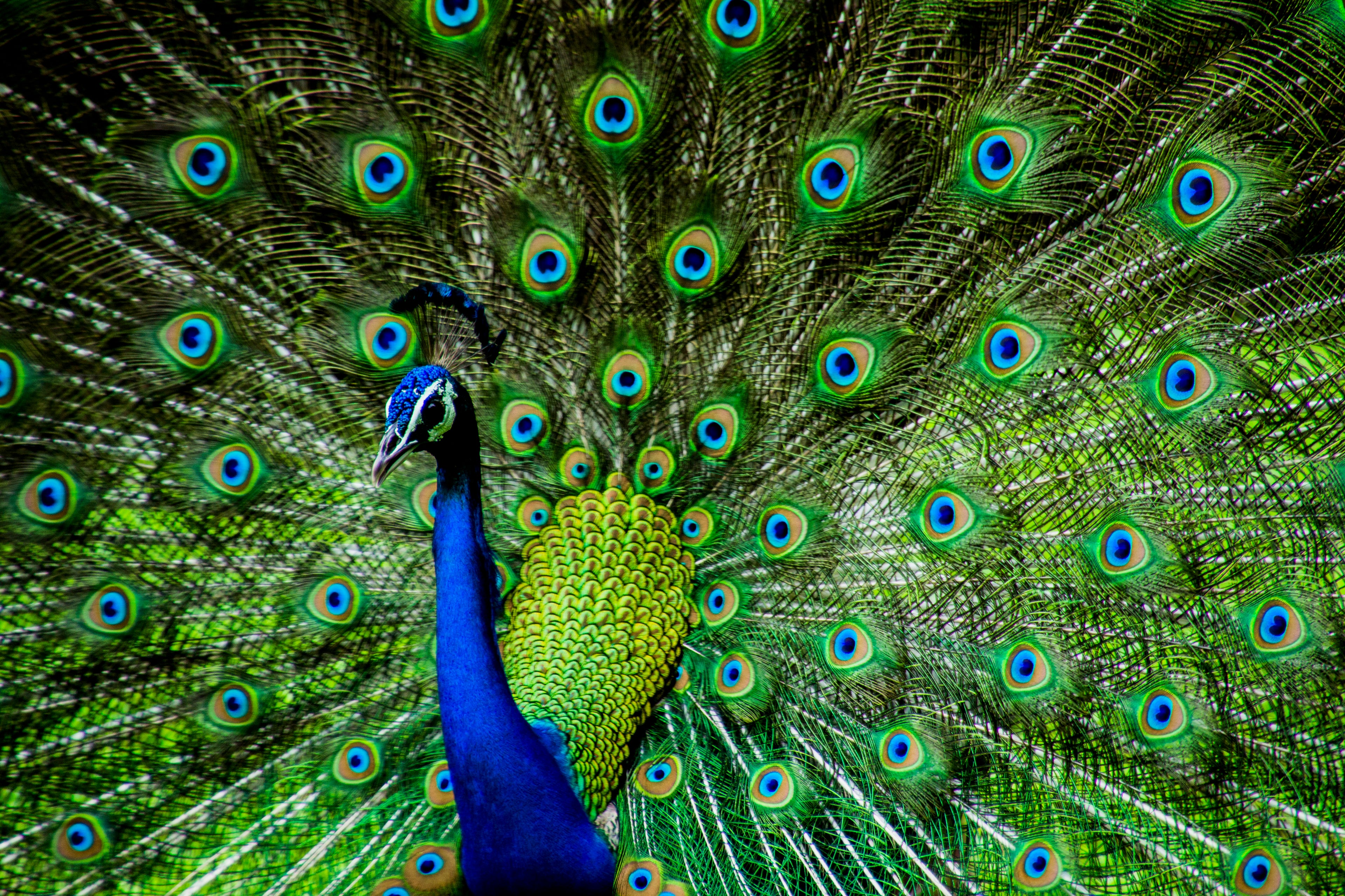 Wall décor | Gallery Wrap | Peacock