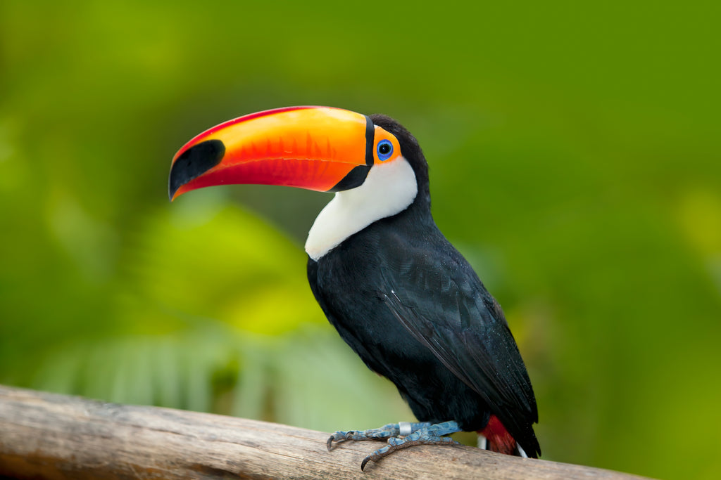 Wall décor | Gallery Wrap | Toucan