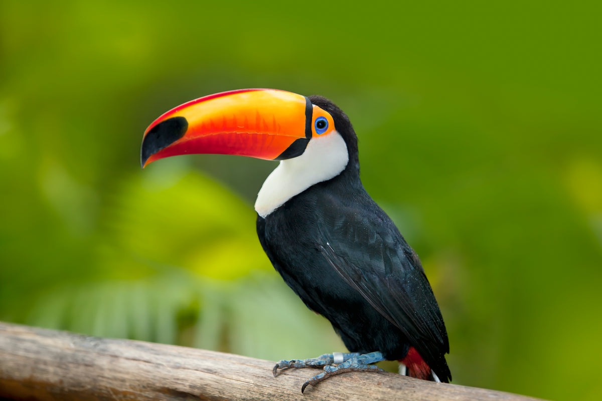 Wall décor | Gallery Wrap | Toucan