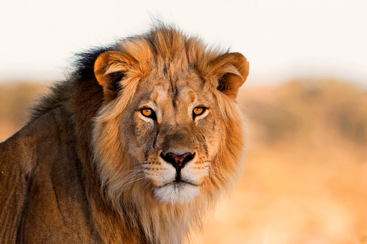 Wall décor | Gallery Wrap | Lion