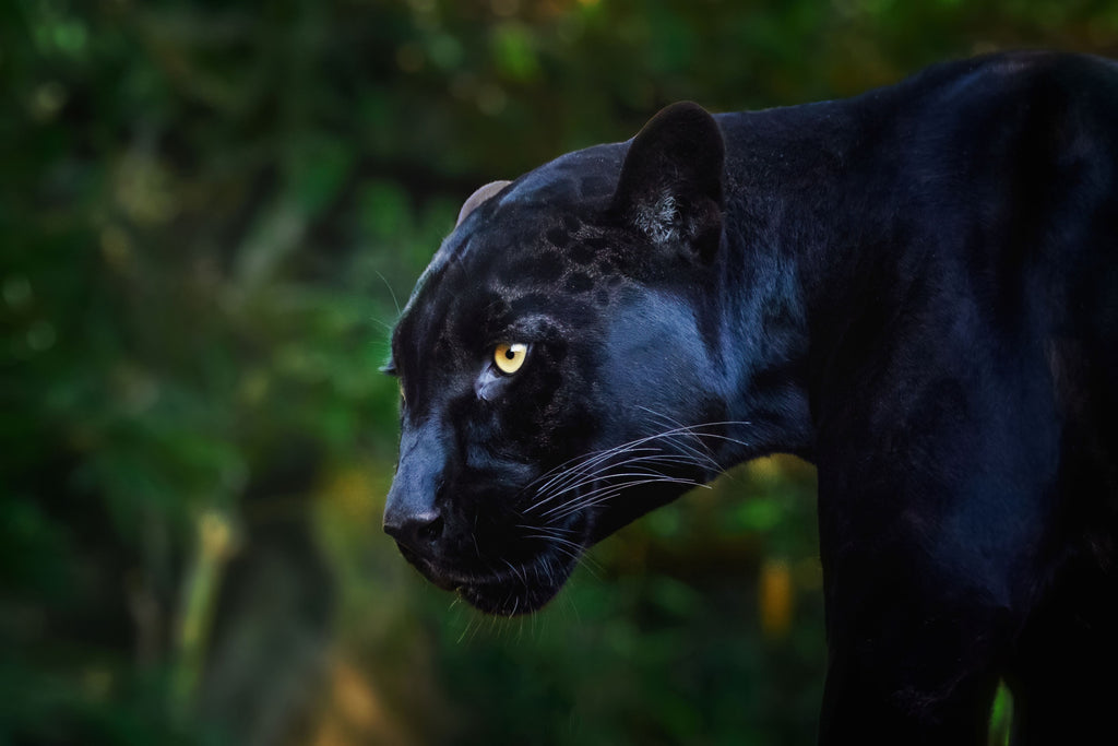 Wall décor | Gallery Wrap | Black Leopard