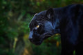 Wall décor | Gallery Wrap | Black Leopard