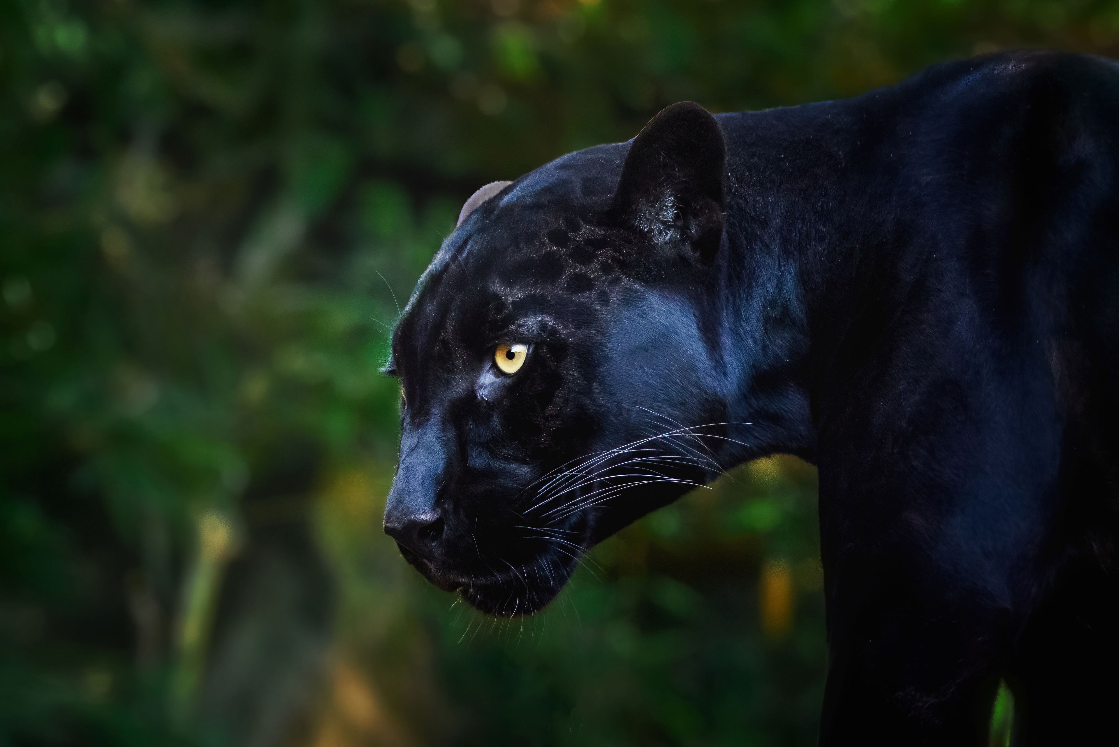 Wall décor | Gallery Wrap | Black Leopard