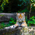 Wall décor | Gallery Wrap | Tiger
