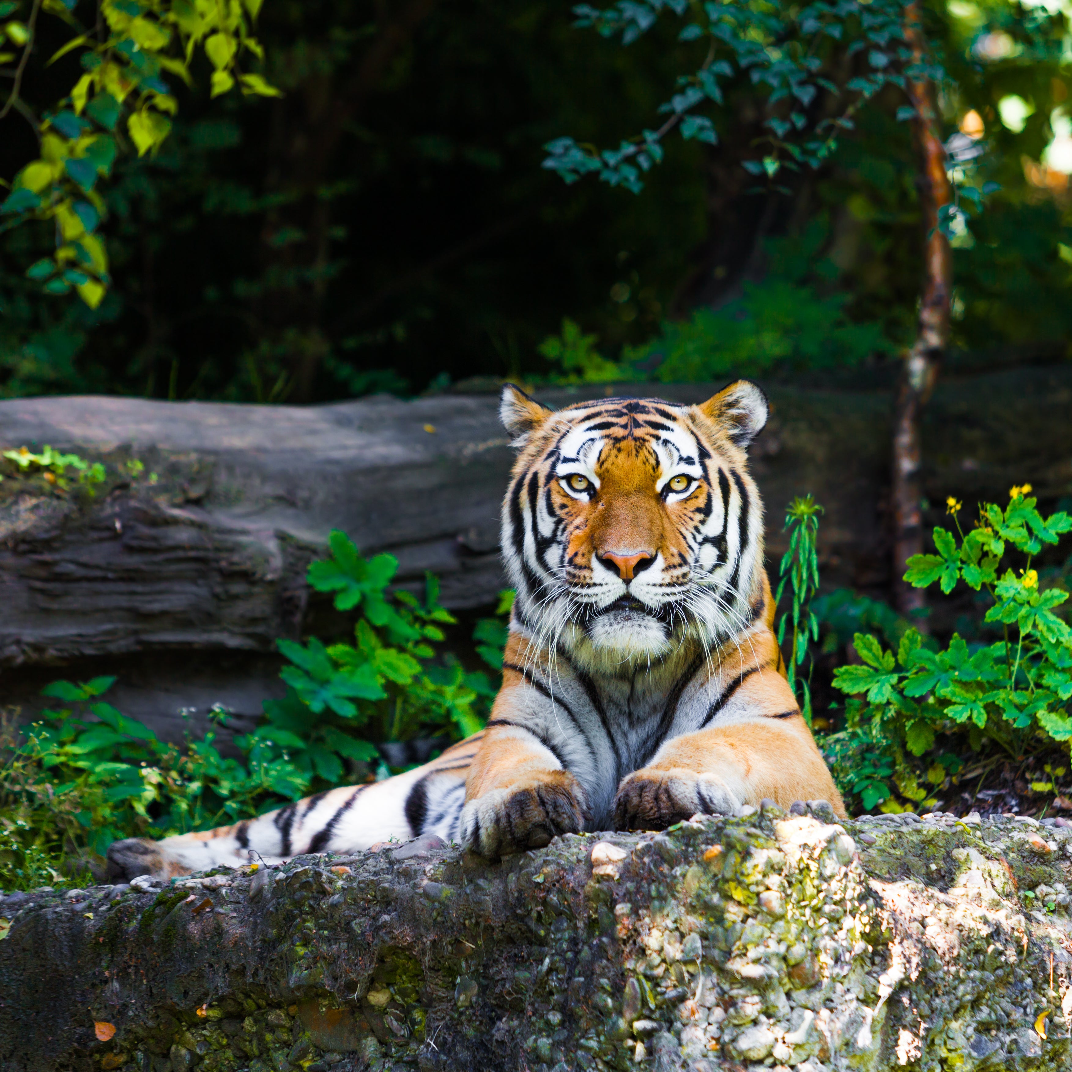 Wall décor | Gallery Wrap | Tiger