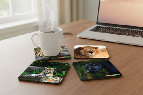 Lifestyle image of all 4 Wild Cats MDF coasters on office desk with tea and laptop